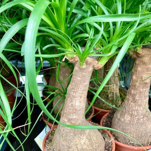 Beaucarnea Pied DÉléphant Droit