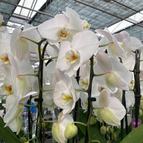 Orchidée Phalaenopsis Mirror Miracle