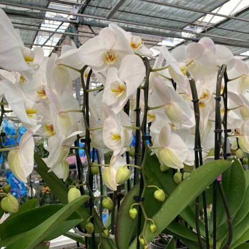 Orchidée Phalaenopsis Mirror Miracle