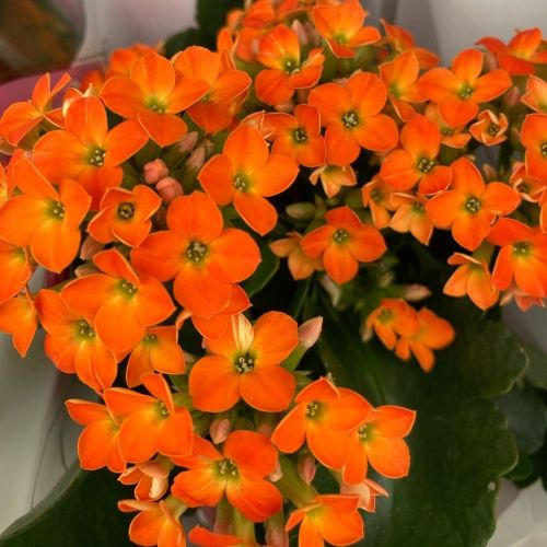 Kalanchoe Succulente Orange