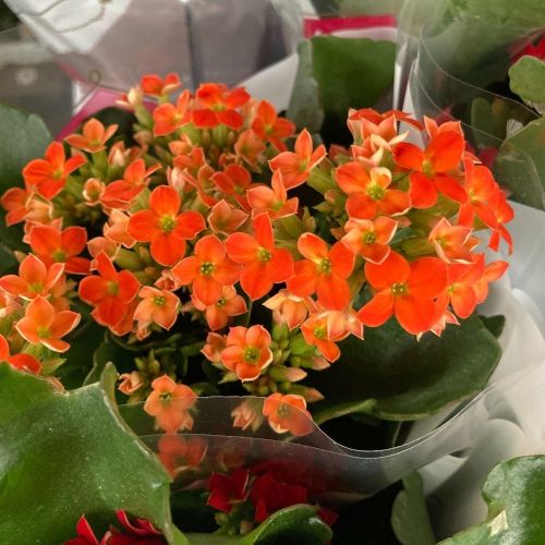 Kalanchoe Succulente Orange