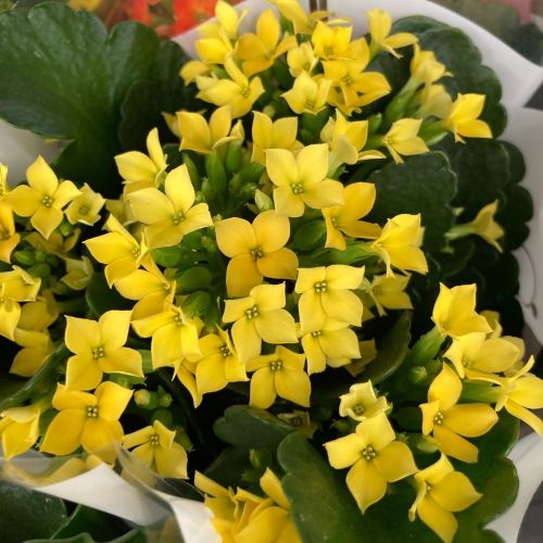 Kalanchoe Succulente Jaune