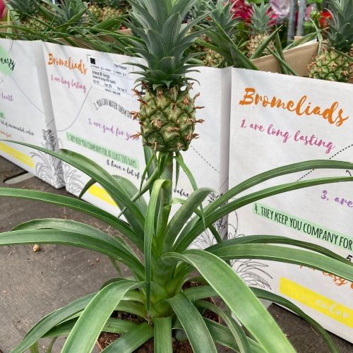 Ananas Mi Amigo Pure Collection - Pot De 12 Cm