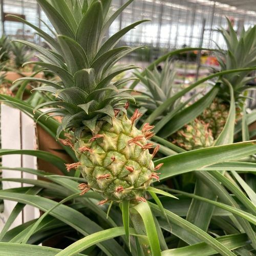 Ananas Mi Amigo Pure Collection - Pot De 12 Cm