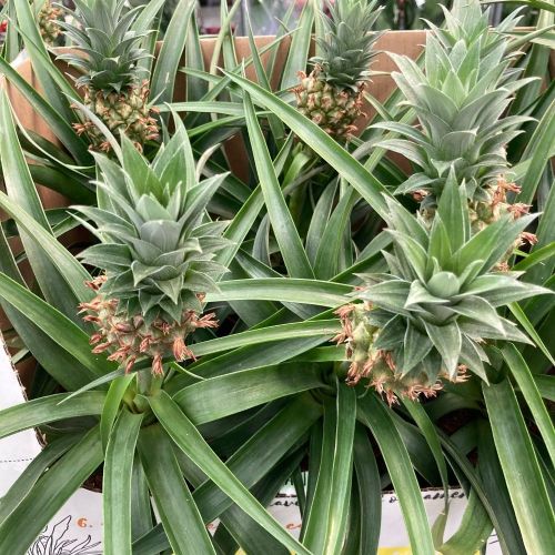 Ananas Mi Amigo Pure Collection - Pot De 12 Cm
