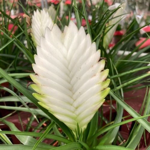 Tillandsia Fille De LAir Anita Blanc
