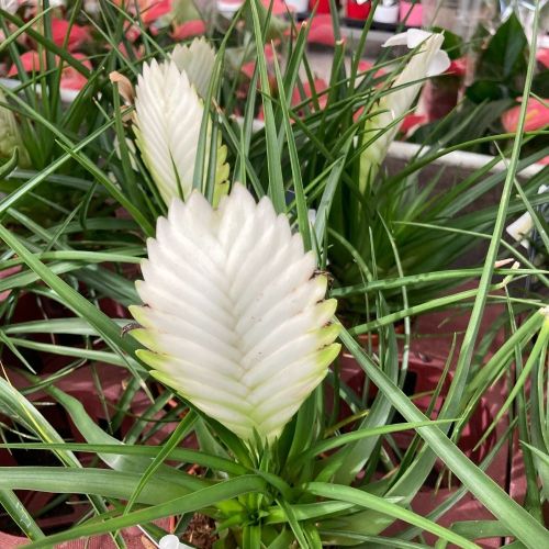 Tillandsia Fille De LAir Anita Blanc