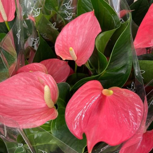 Anthurium Grandiflora Karma Rose Foncé