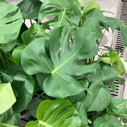 Monstera Deliciosa Variegata - Pot De 21 Cm