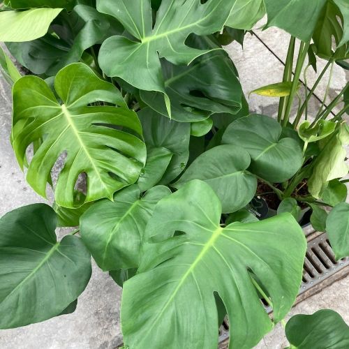 Monstera Deliciosa Variegata - Pot De 21 Cm