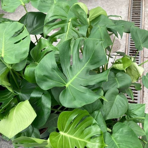 Monstera Deliciosa Variegata - Pot De 21 Cm