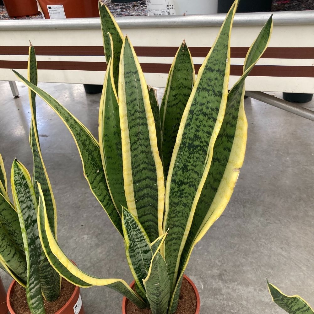 Sansevieria Trifasciata 'Laurentii' – Plante Serpent – 3 Plantes D'intérieur – Lot Malaisien