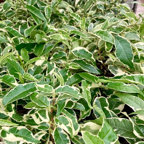 Ficus Benjamina Natasja - Pot De 12 Cm