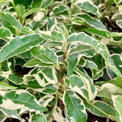 Ficus Benjamina Natasja - Pot De 12 Cm