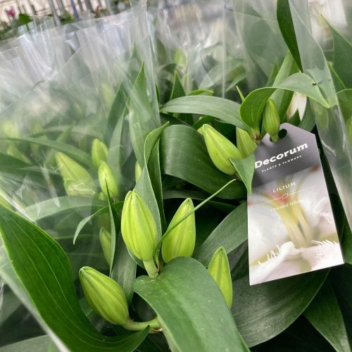Lys Oriental Souvenir Blanc