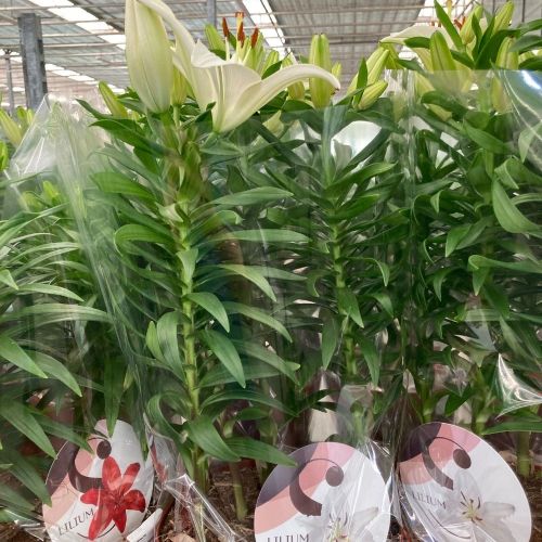 Lys Oriental Souvenir Blanc