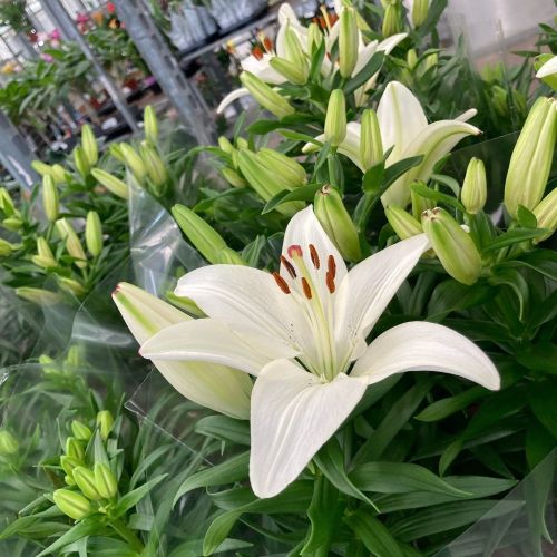 Lys Oriental Souvenir Blanc
