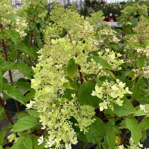 Hydrangea Paniculata Skyfall