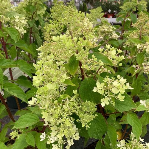 Hydrangea Paniculata Skyfall