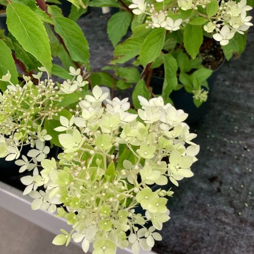 Hydrangea Paniculata Skyfall