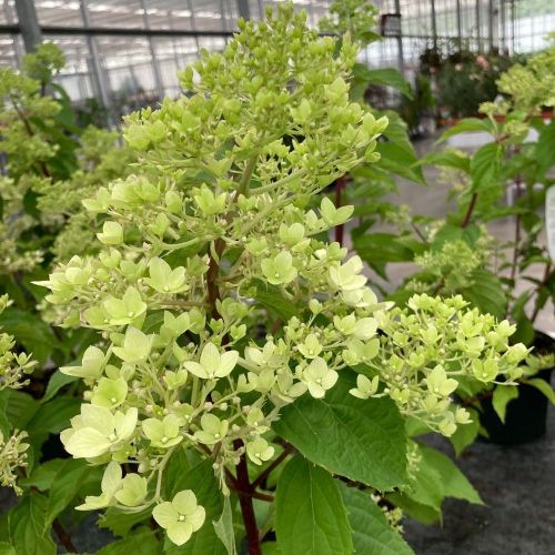 Hydrangea Paniculata Skyfall