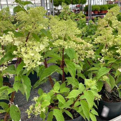 Hydrangea Paniculata Skyfall