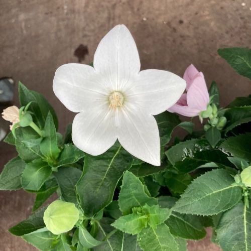 Platycodon Blanc