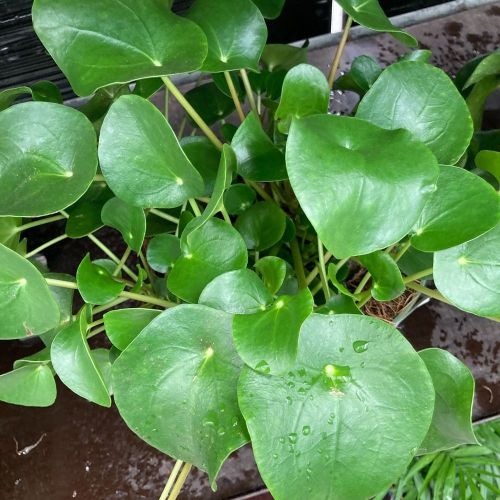Pilea Peperomioides Frans Étiquette - Pot De 15 Cm