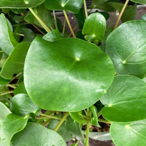 Pilea Peperomioides Frans Étiquette - Pot De 15 Cm