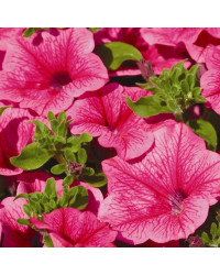 Petunia Surfinia Hot Pink