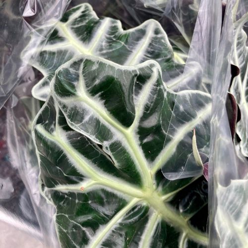 Alocasia Polly - Pot De 17 Cm