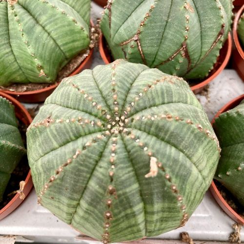 Euphorbia Obesa - Pot De 6 Cm