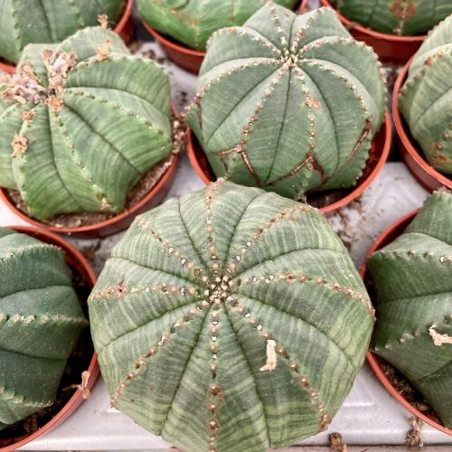 Euphorbia Obesa - Pot De 6 Cm