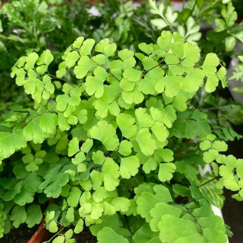 Adiantum Raddianum Lisa - Pot De 8,5 Cm