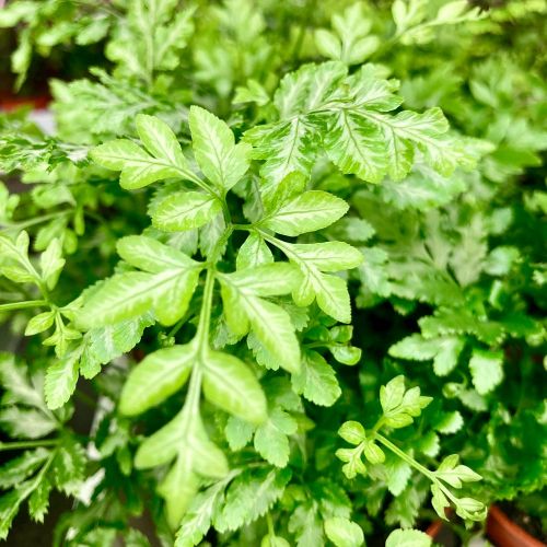 Adiantum Raddianum Lisa - Pot De 8,5 Cm