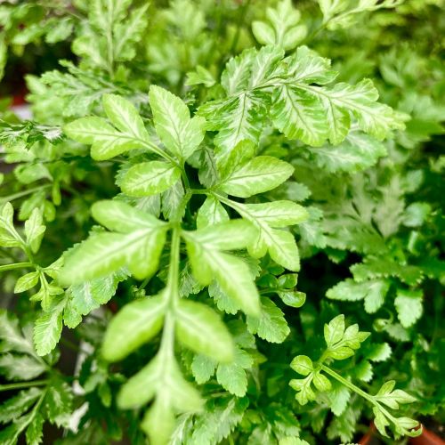 Adiantum Raddianum Lisa - Pot De 8,5 Cm