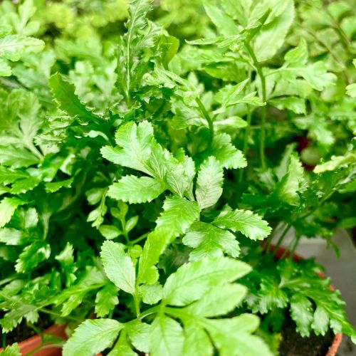 Adiantum Raddianum Lisa - Pot De 8,5 Cm