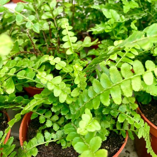 Adiantum Raddianum Lisa - Pot De 8,5 Cm
