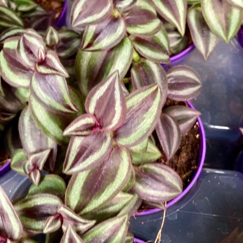 Misère Tradescantia Zebrina Violet en Pot de 10cm