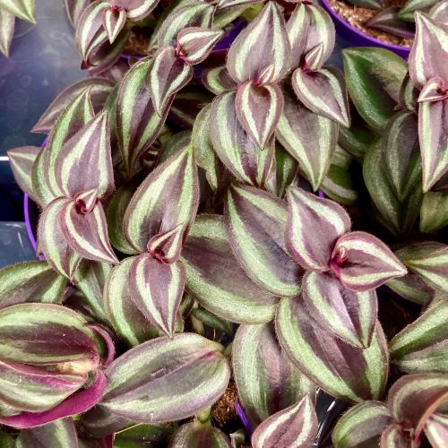 Misère Tradescantia Zebrina Violet en Pot de 10cm