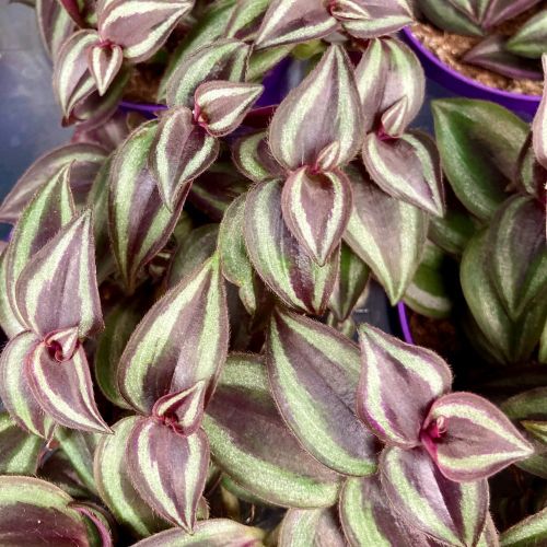 Misère Tradescantia Zebrina Violet en Pot de 10cm