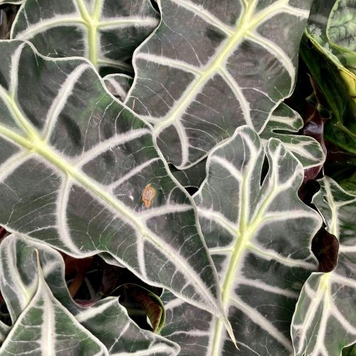 Collection Alocasia Polly Pure - Pot De 12 Cm