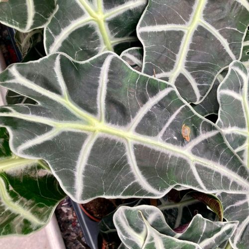 Collection Alocasia Polly Pure - Pot De 12 Cm