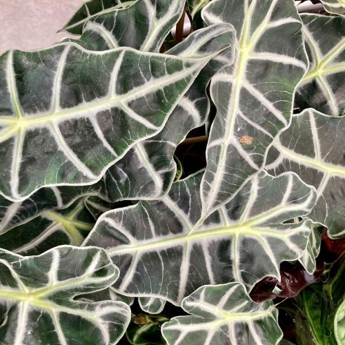 Collection Alocasia Polly Pure - Pot De 12 Cm