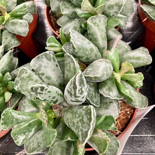Adromischus Cooperi en Pot de 12cm