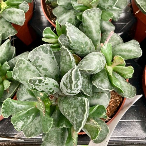 Adromischus Cooperi en Pot de 12cm