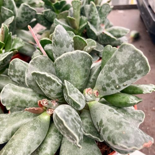 Adromischus Cooperi en Pot de 12cm
