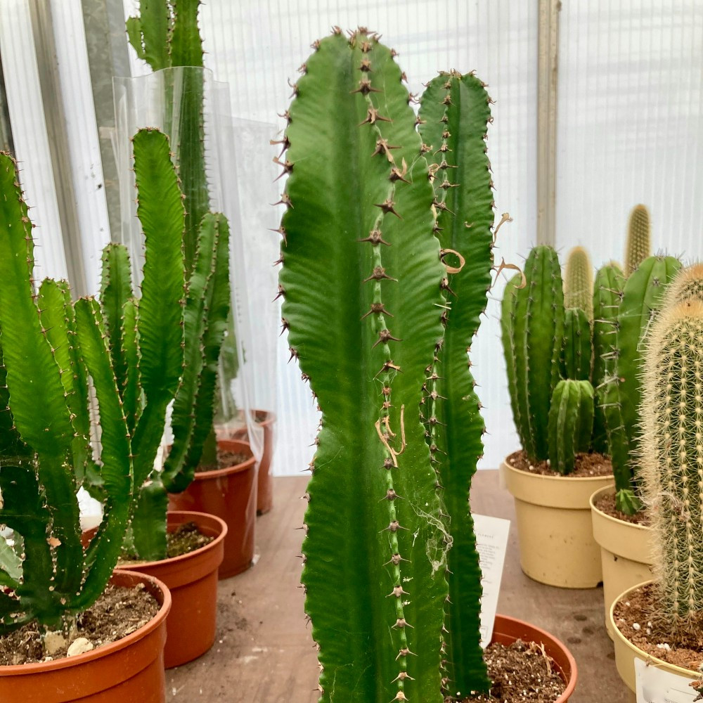 Cactus Cereus Peruvianus Floride - Pot De 17 Cm | Coclicoh.com