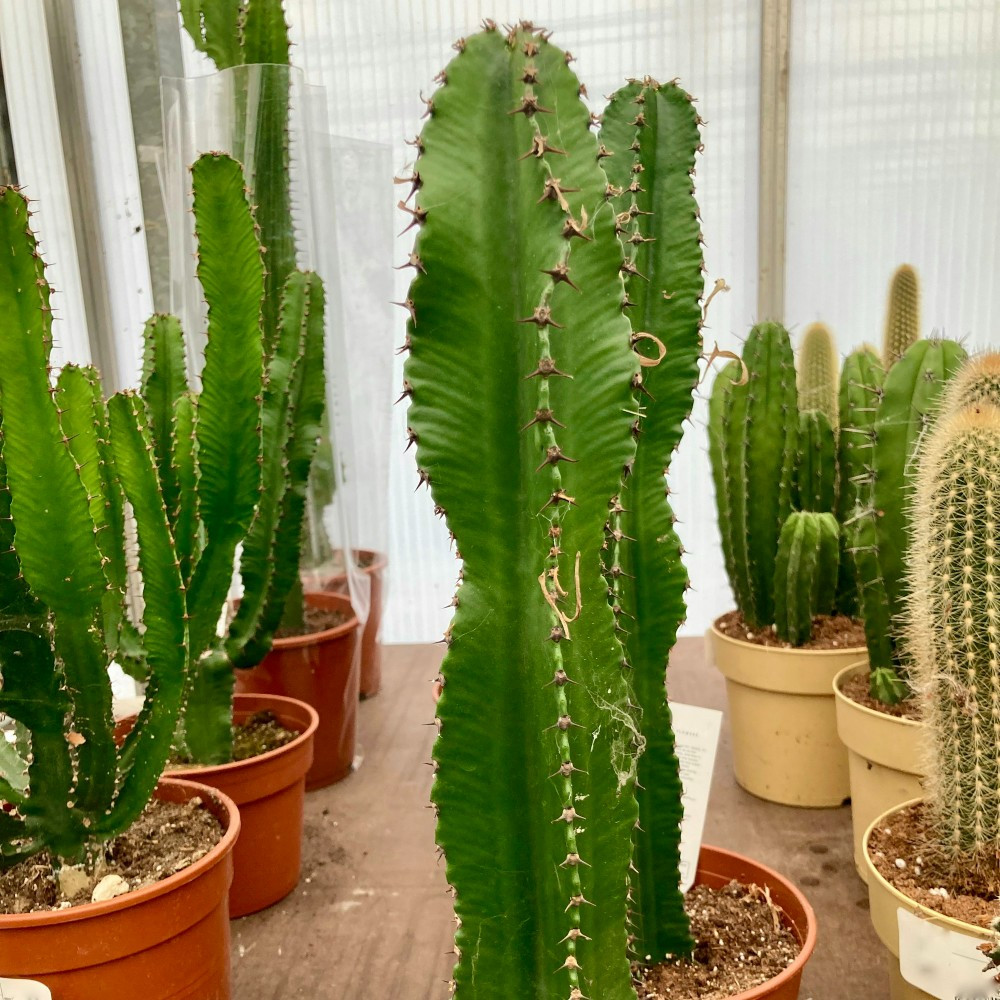 Cactus Cereus Peruvianus Floride - Pot De 17 Cm | Coclicoh.com