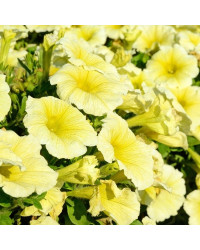 Petunia Surfinia Yellow Dream